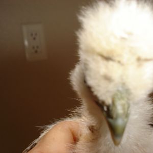 chick #3 @5wks