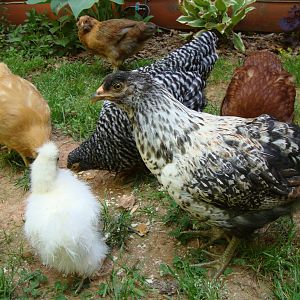 All my babies....Buff Orphington, Silkie, 2 Americanas, Dominique, and Rhode Island Red