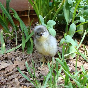 Olivia, my olive egger, at 5 days old