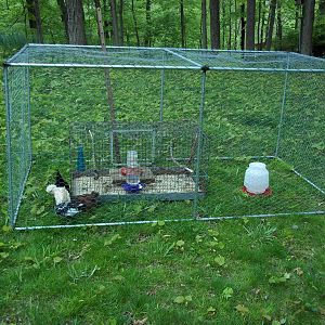 4 x 8 x 3 run made from electrical conduit and galvanized chicken wire