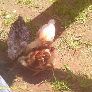 Cuddles, Sunshine and Speedy
