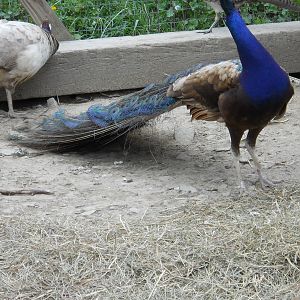 010.JPG two bad I cut his head off of picture