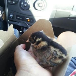 One of my new chicks!
