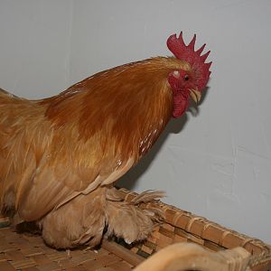 This is my little house rooster. He has such a soft, delicate crow. He doesn't even wake us up. So pretty. We LOVE him!