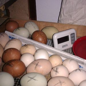 eggs divided in bator