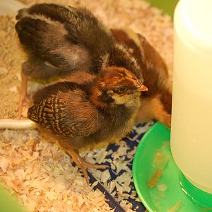 The babies...Gold and Silver Laced Wyandottes and a Welsumer.