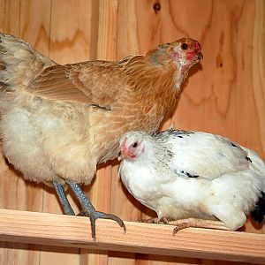 Flo and a Delaware (no name yet)