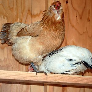 Flo and the Delaware