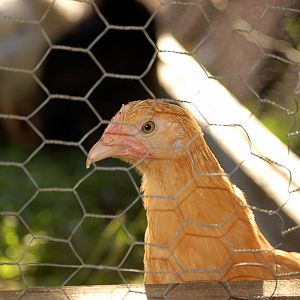 "Lucy" giving us the evil eye.