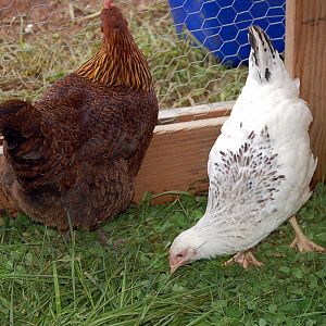 Vera and the Delaware