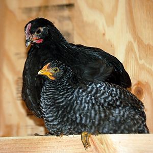 Australorp and Cuckoo Maran