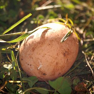 Our first egg! 4-6-12 laid by Vera......and then eaten by Vera =(