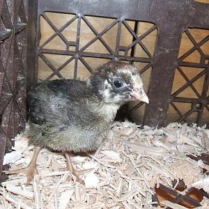 Silver Laced Wyandotte - 2 weeks