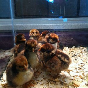 blue laced red wyandottes. My first perfect hatch!