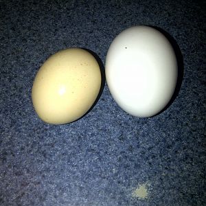 Store bought and a Bantam