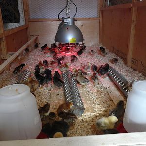 2012 Chicks