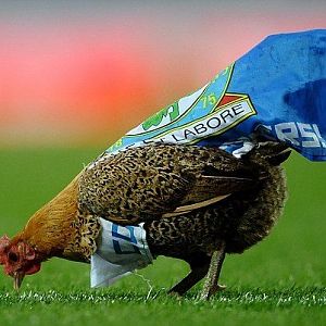 English chicken