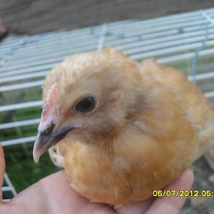 i thought this was a pullet but nope its a cockerel