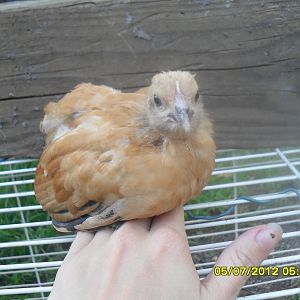 again the one that i thought was a pullet till it was 10 weeks old