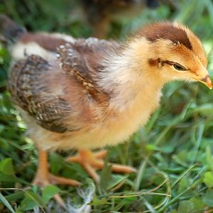 Welsummer...very sweet chick.