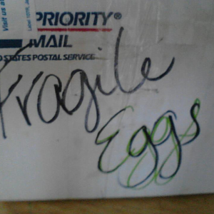 I ordered eggs from ebay!!!