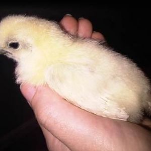 My silkie, "Mouse" - he may be a silkie cross of some sort