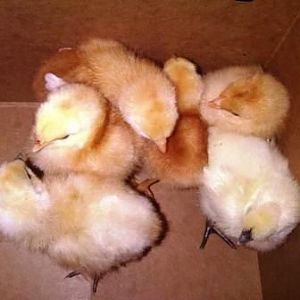 My tractor supply chicks