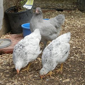 Meet Selene & Astrid, my 2 Delawares and
Phaedre my Lavender Orpington