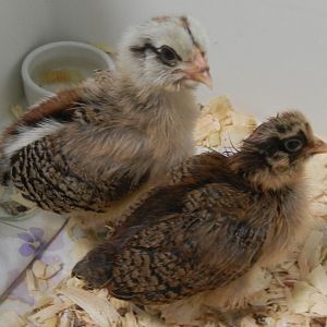 Ostara and Arya:  These 2 cuties turned out to be Easter Eggers, not Ameraucanas like I had thought.