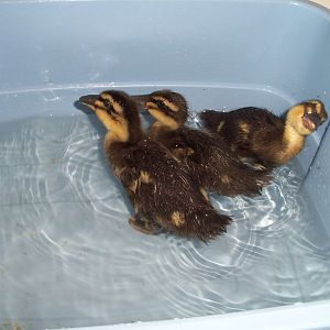 Just added some duckies to our family!