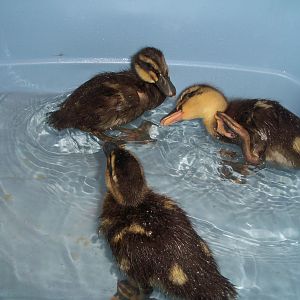 Larry, Mo & Curley (not 100% sure of the sexes yet)