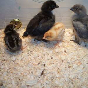 4 new chicks L-R Dale (silver laced wyandott), Shirley (black cochin), Chip (Buff comet) & Larverne (blue cochin)