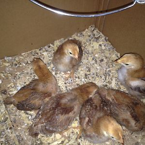 Anyone have an idea how old these Rhode Island Red chicks are? I bought them 12 days ago from a local distributor who told me they were just a couple of days old. Given how quickly they have gone from peach fuzz to feathers, and how large they are, I'm thinking they are older than the seller said.  It hardly matters, except I like to understand their age versus their development.