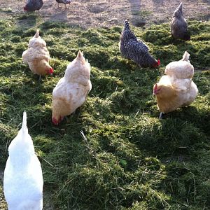 My girls LOVE fresh cut grass