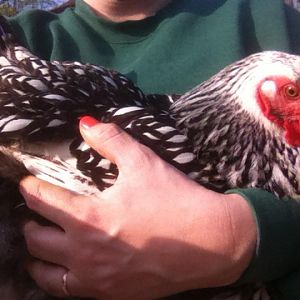 One of my Silver Laced Wyandotte's