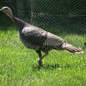 Our "surprise visitor" - a wild turkey
