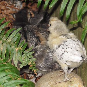 The chicks exploring outside under the ferns, three weeks.