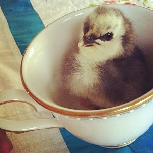 A sweet cup-o-tea!  4 day old silkie (maybe frizzle?!).  Daddy was a beautiful frizzle.