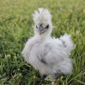 May 9th, 2012
4 week old chick