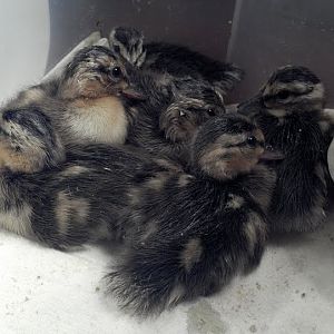 ducklings 6_1