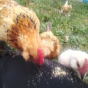 I was sitting down in the cool grass and I was eating some ritz crackers and my chickens come over and started nipping at my thigh I had cracker crumbs all over me.