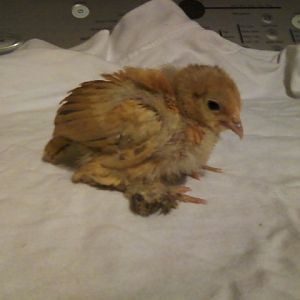 Kirby the Rooster   1 week old  (blue mille fleur)