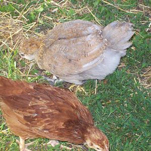 The little Gray one is my EE I think it's a Hen I hope age I think is around 7 or 8 weeks I call her Gracie the other one is I think what they call production Reds hopefully it's a hen named her Celery.
