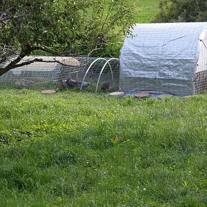 First day out for new chicks Unit is made of coop, watering section and feeding section