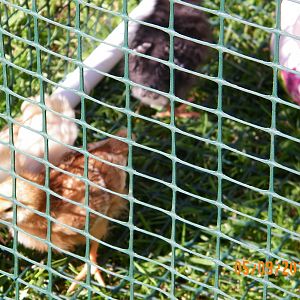 my new babied outside for the first time to get some sun shine