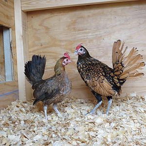 Dixie and Penny