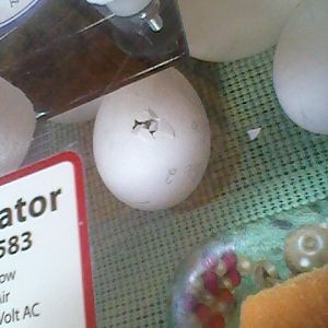 Zipping Goose Egg
