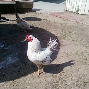 Carls Jr. He was an Awesome Rooster
