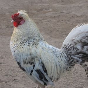 Brad the Rooster. He is our only rooster and he does a fine job leading the flock
