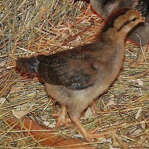 light brown leghorn2.jpg She is SO FAST you can barely even capture a picture of her!